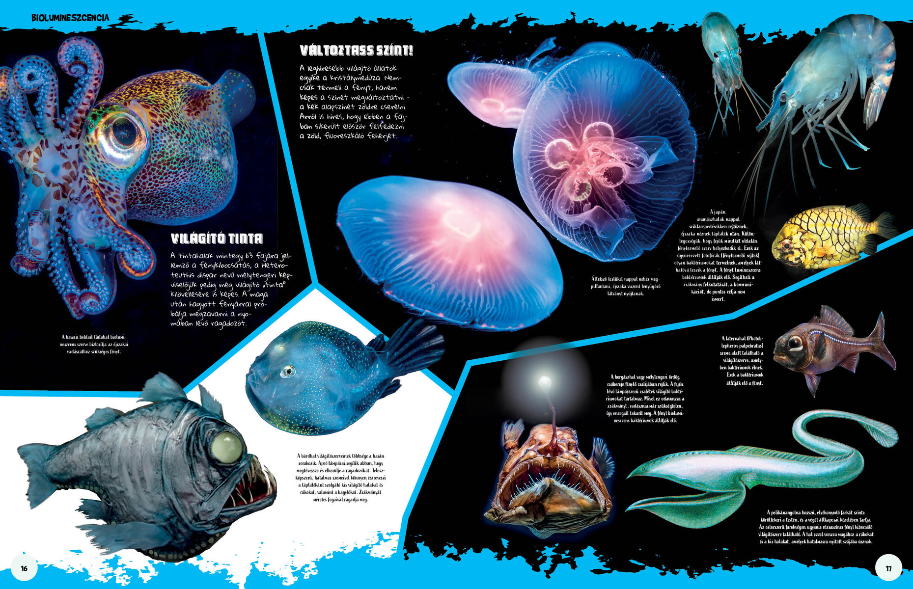 Ez állati! Trükkök és szuperképességek